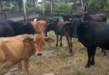 Ganaderos denuncian que el robo de animales se ha incrementado en la región Este del país