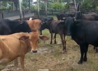 Ganaderos denuncian que el robo de animales se ha incrementado en la región Este del país