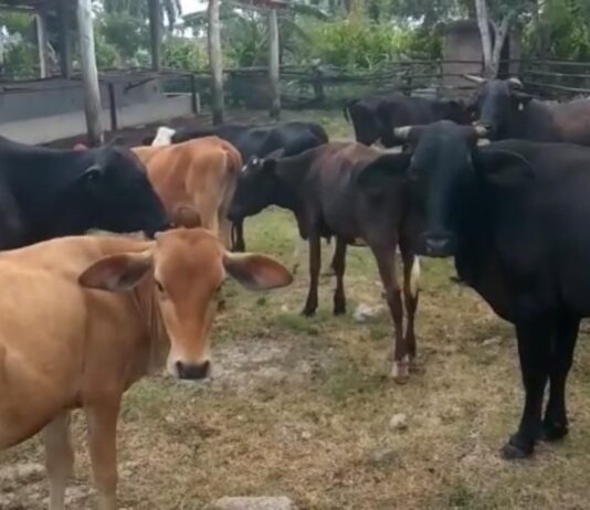 Ganaderos denuncian que el robo de animales se ha incrementado en la región Este del país