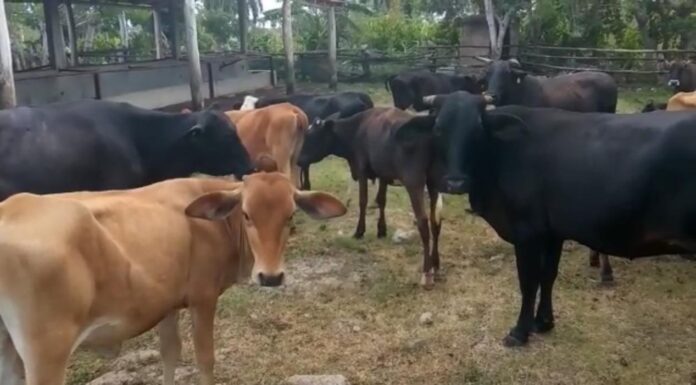 Ganaderos denuncian que el robo de animales se ha incrementado en la región Este del país