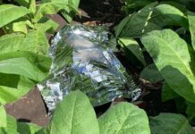 Matan a agricultor en plantación de tabaco en Moca