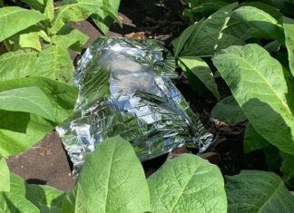 Matan a agricultor en plantación de tabaco en Moca