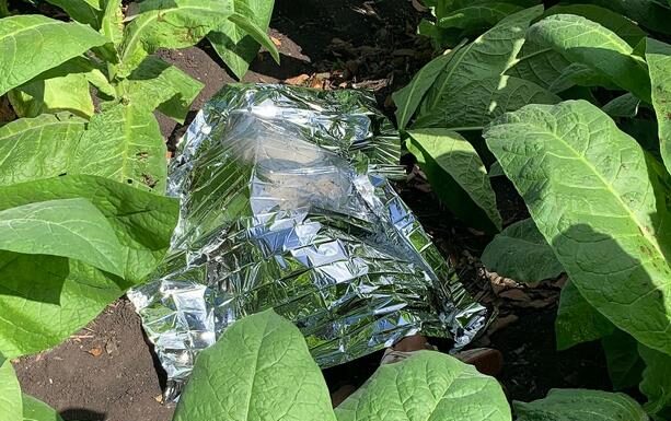 Matan a agricultor en plantación de tabaco en Moca