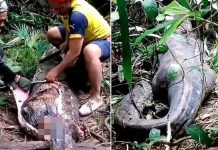 Encuentran cadáver de una mujer en el interior de una pitón de 5 metros