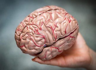 CUIDA TU SUEÑO . AFECTA DEMACIADO EL CEREBRO HUMANO.
